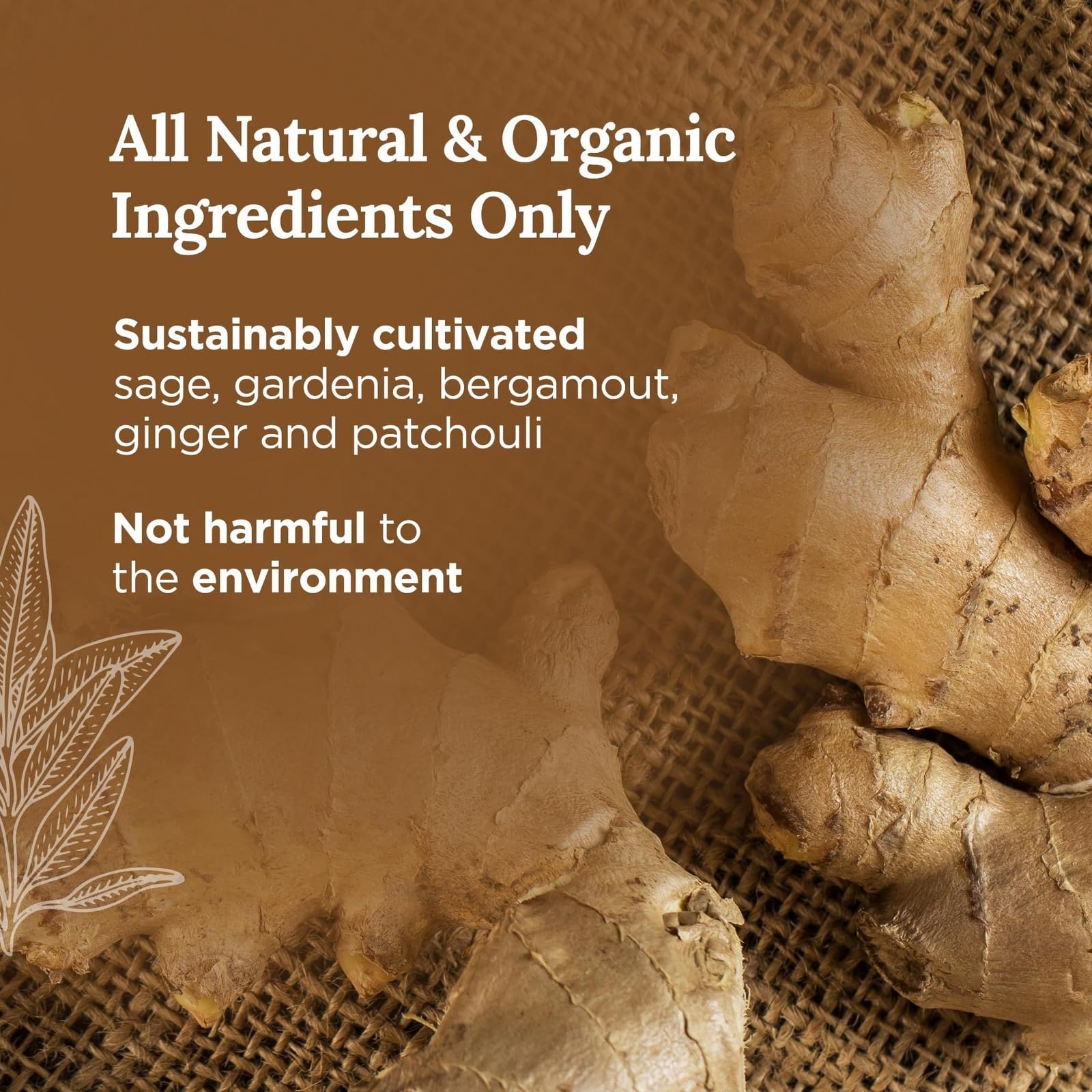 Fresh ginger roots on a woven surface with text highlighting all-natural and organic ingredients such as sage, gardenia, bergamot, ginger, and patchouli.